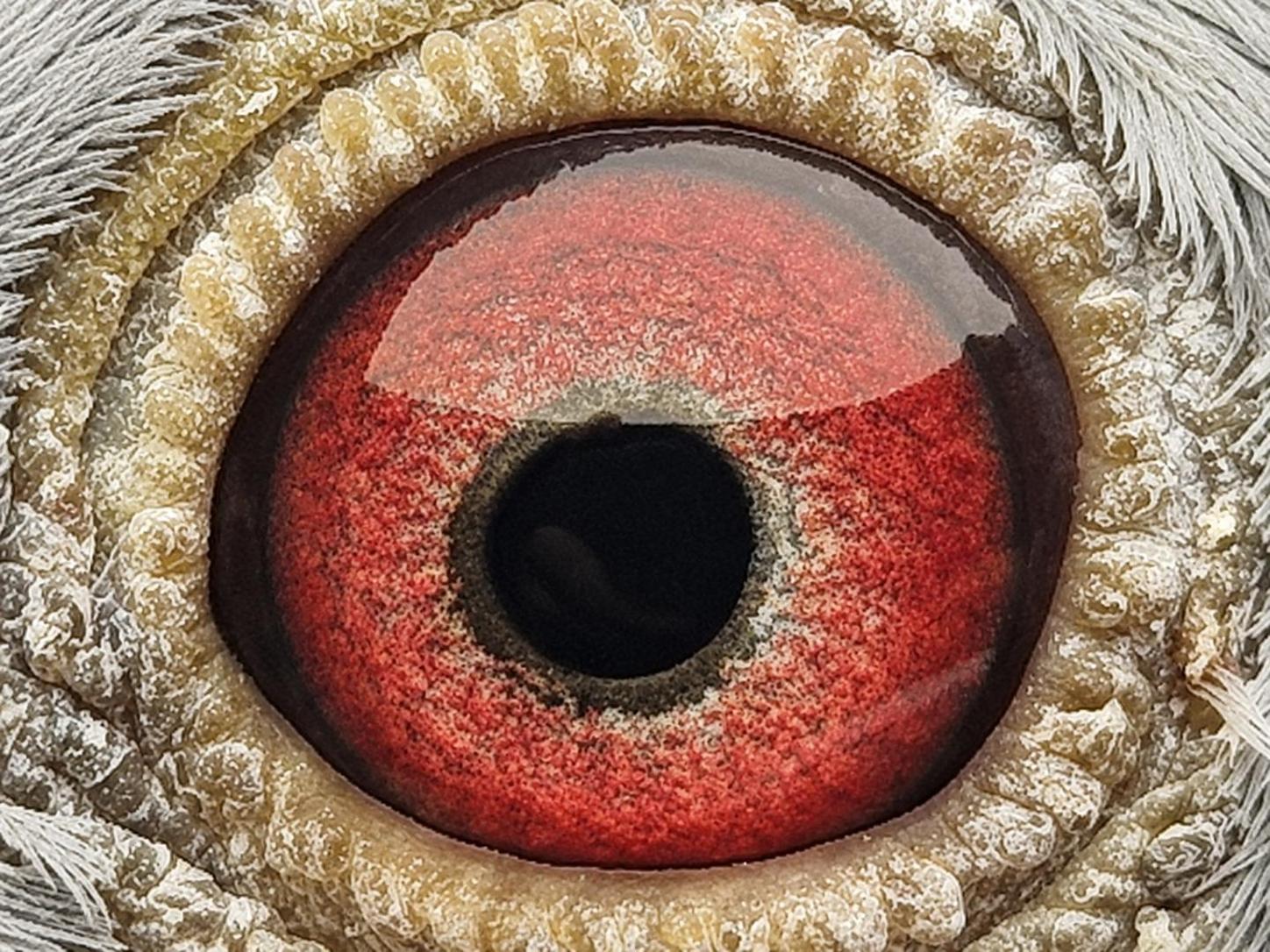 Pigeon eye